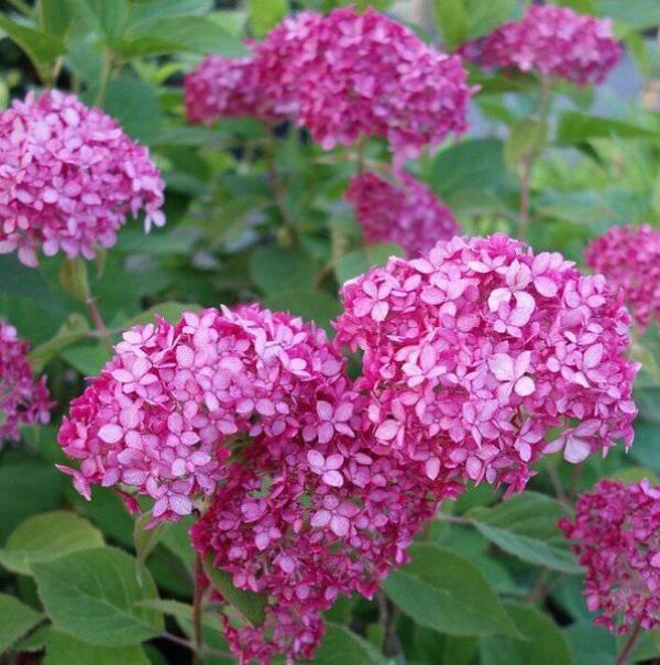 Hydrangeas. Hydrangeas.