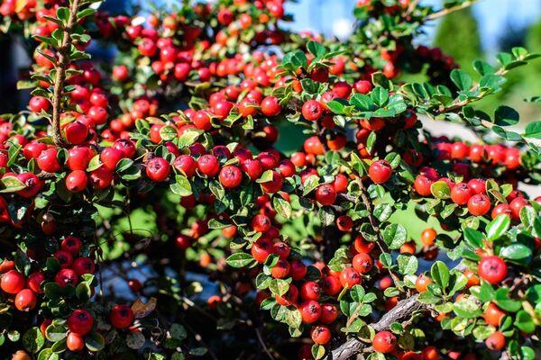Pyracantha berries. Pyracantha berries.