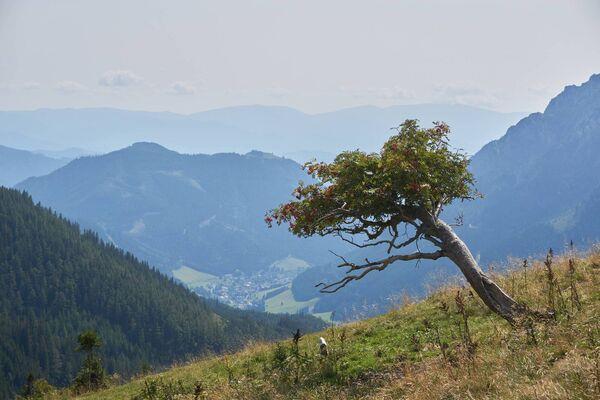 The mountain ash tree on an alpine meadow. The mountain ash tree on an alpine meadow.
