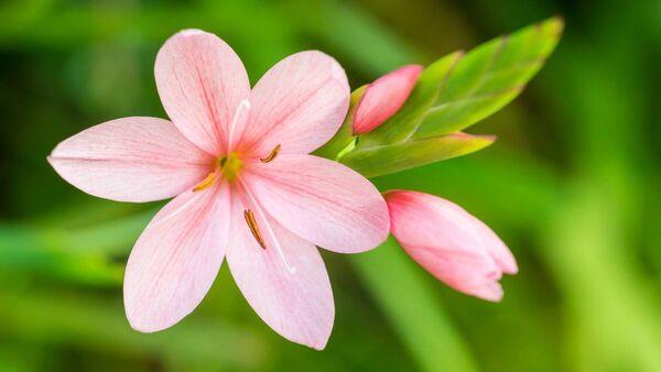 The pink hesperantha is in bloom this season. File pictures The pink hesperantha is in bloom this season. File pictures